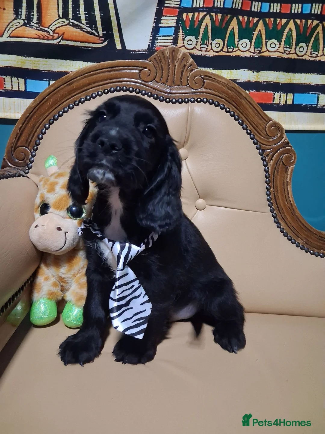 Cocker Spaniel dogs for sale: READY TO LEAVE 3 lovely kc working cocker spaniels - Advert 2
