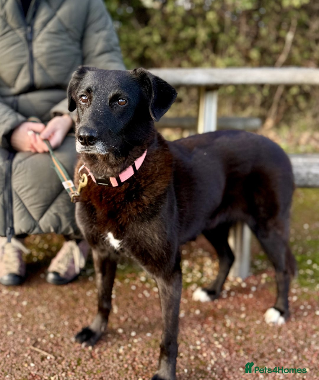Mixed Breed dogs for adoption: Meet Callie - Advert 5