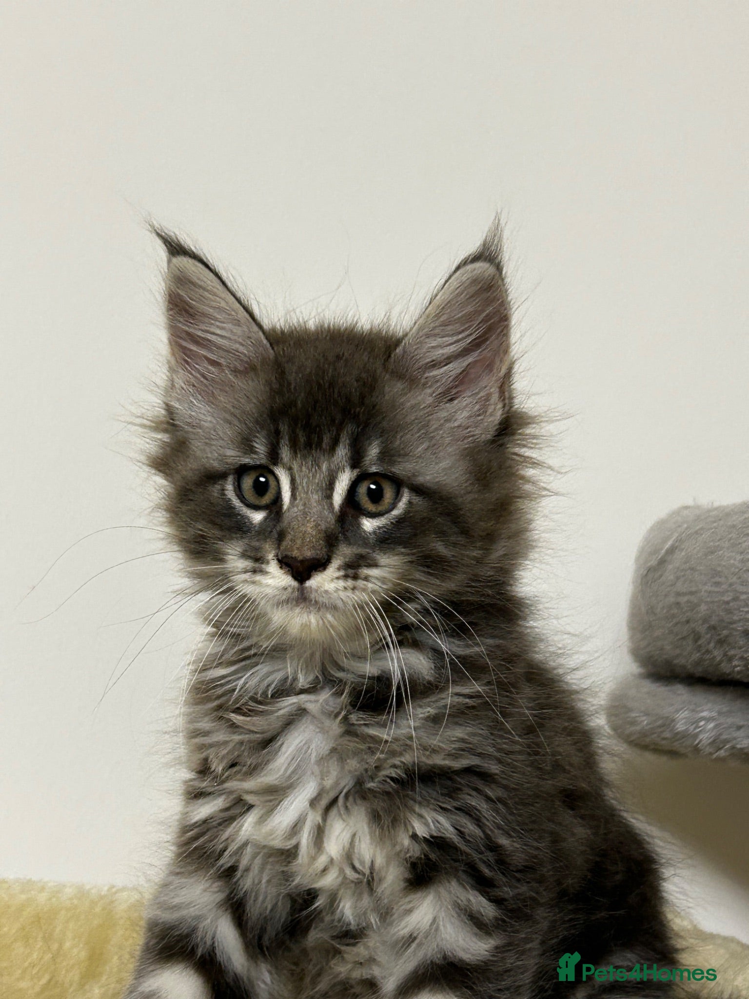 Maine Coon cats Find Your Purrfect Match 🐾 - Advert 2