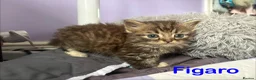 Mixed Breed cats for sale: Fluffy Kittens For Sale in Barry - Advert 13
