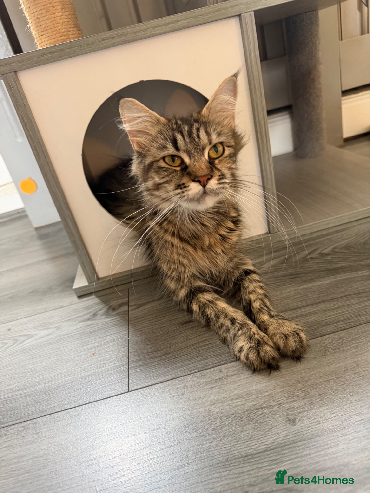 Maine Coon cats LAST MAINCOONE KITTEN!!  - Advert 7