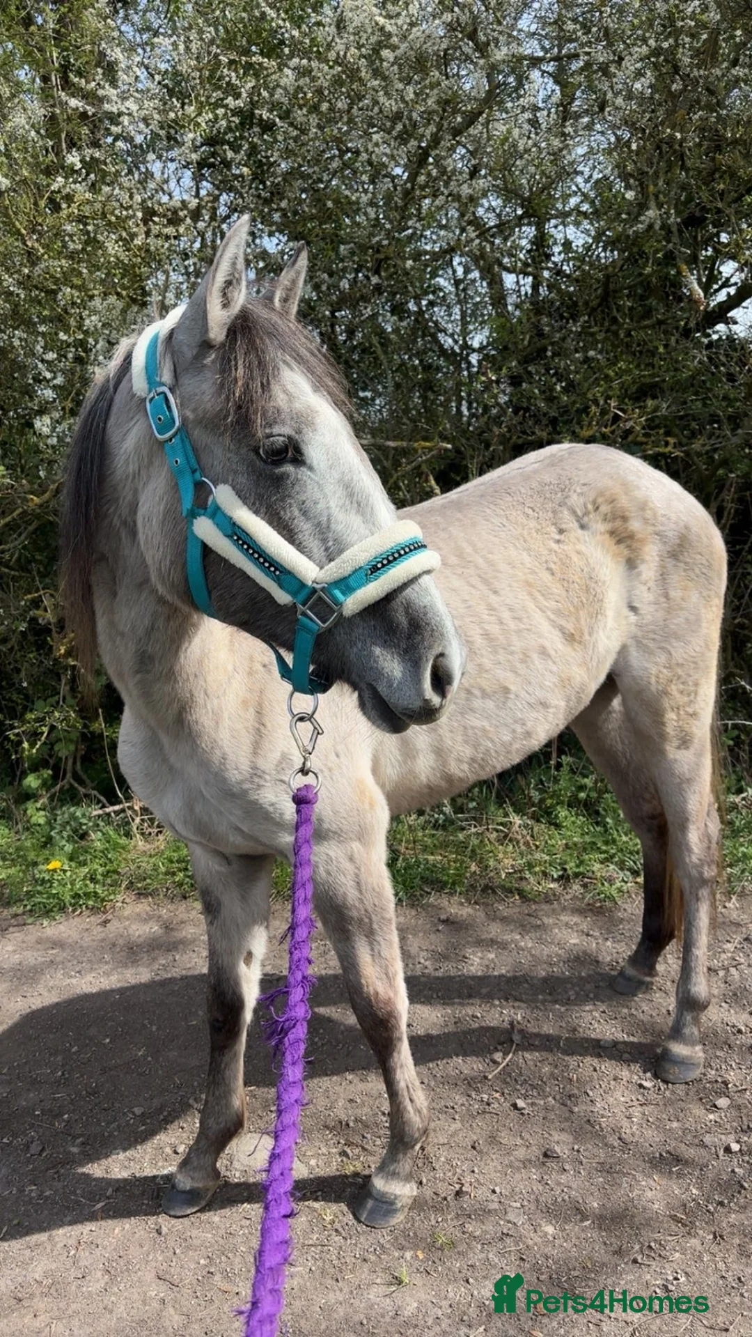 Irish Sports horses for sale: Kind Temperament, 2 year old Filly - Advert 6