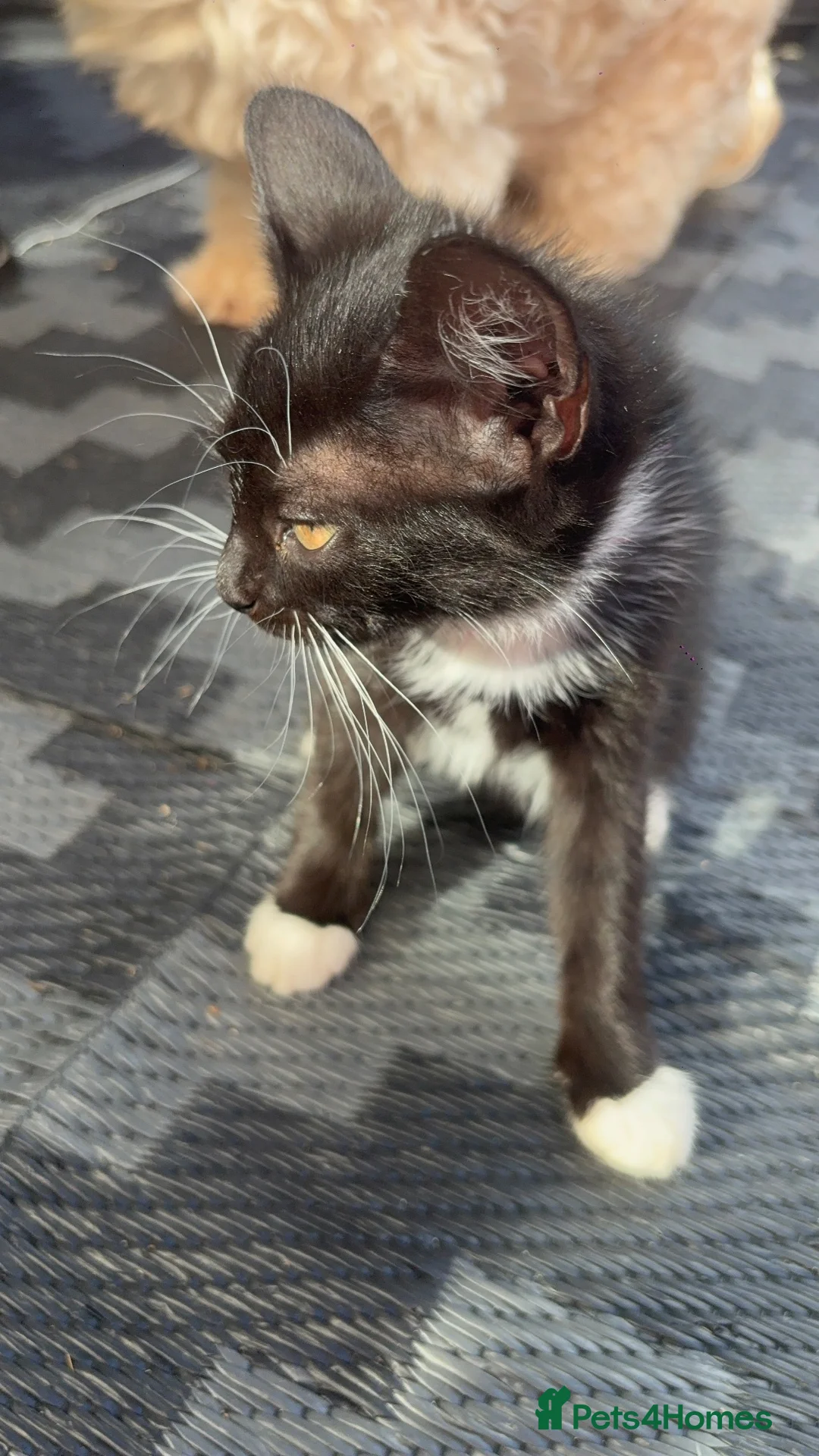 Mixed Breed cats for sale: Kittens looking for forever Homes - Advert 24
