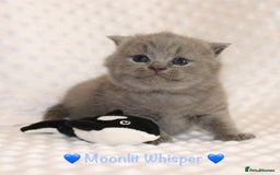 British Shorthair cats for sale: Gccf blue British shorthairs *ready November* - Image 18