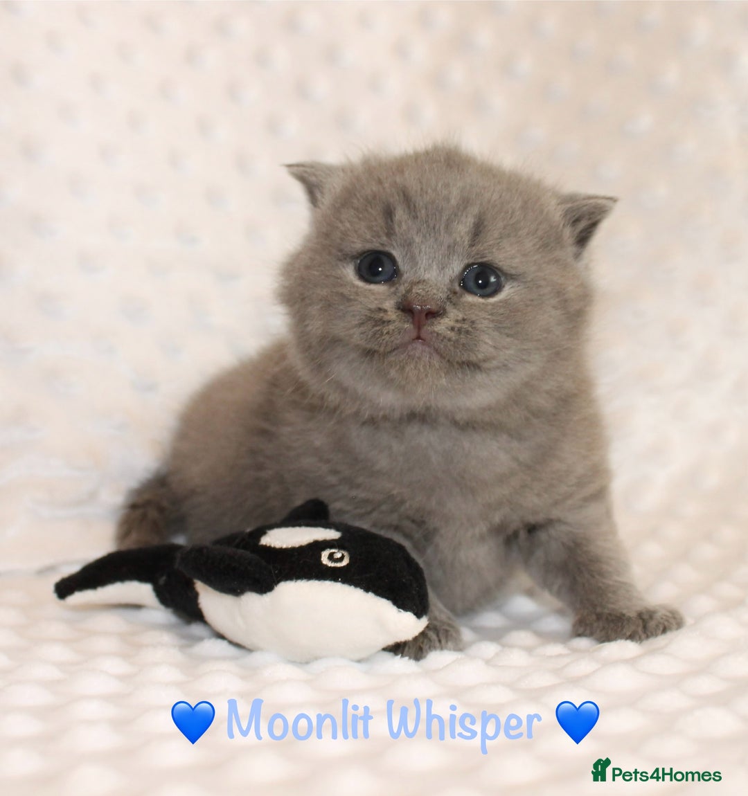 British Shorthair cats for sale: Gccf blue British shorthairs *ready November* - Image 18