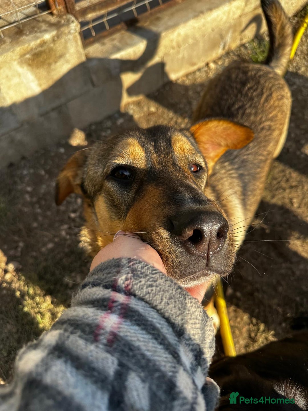 Mixed Breed dogs for adoption: Lizzie is looking for a dog sibling!  - Advert 4