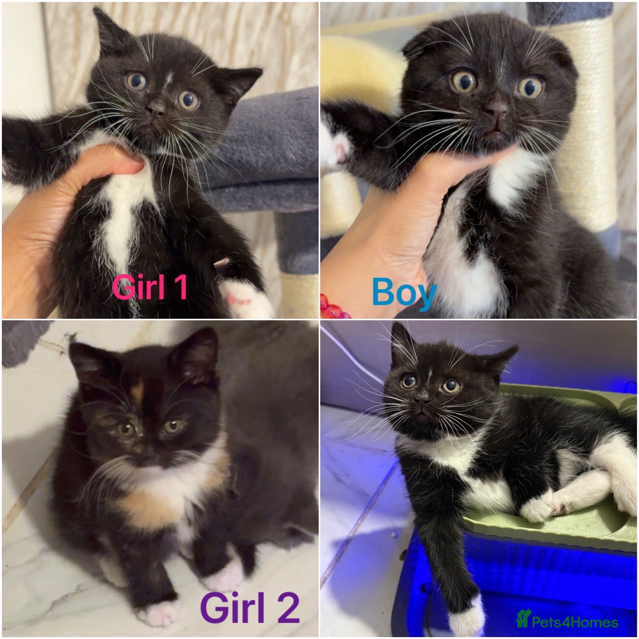 Mixed Breed cats Cute Scottish fold/ straight mixed breed kittens.  - Advert 2