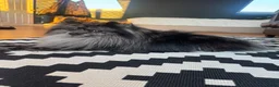 Pomeranian dogs for stud: High-Quality Blue Merle Pomeranian Stud| Abu Dhabi - Advert 5