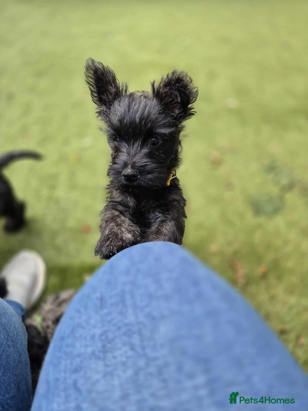 Cairn Terrier dogs for sale: Adorable Cairn Terrier Puppies - Image 17