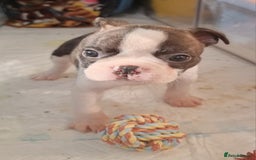 Boston Terrier dogs for sale: Beautiful Boston Terriers pups - Image 20