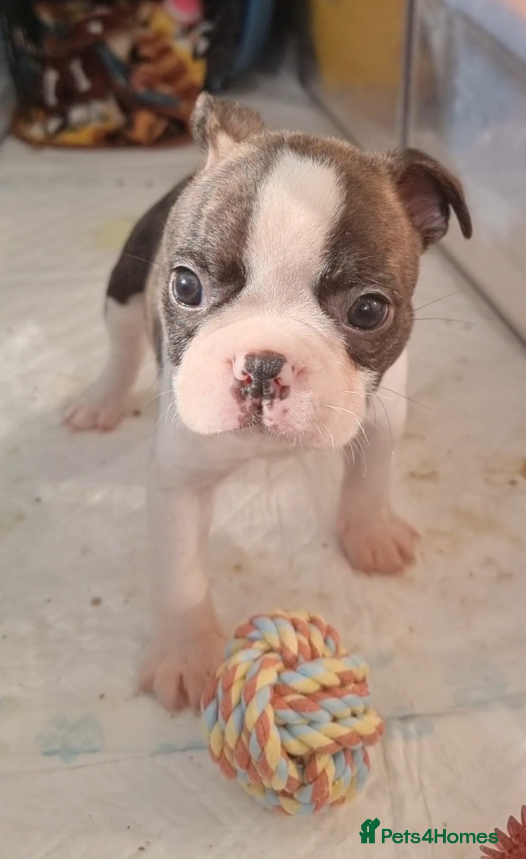 Boston Terrier dogs for sale: Beautiful Boston Terriers pups - Image 20