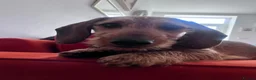 Dachshund dogs for stud: STUD ONLY Wire-haired Standard Dachshund  - Advert 6