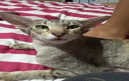 Oriental cats for sale: GCCF Champion Choc torti Tabby Queen Available - Image 3