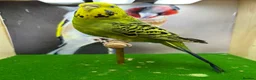 Budgerigars birds for sale: Mixed budgies  - Advert 17