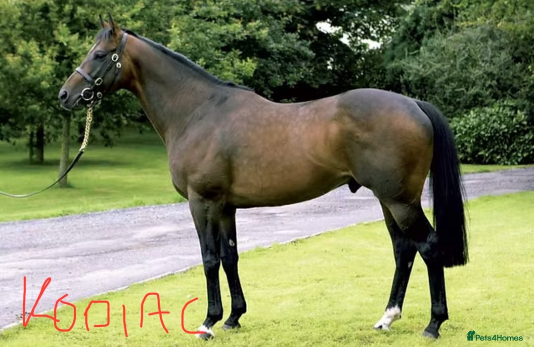 Irish Thoroughbred horses for sale: Project horse previously backed from KODIAC line - Image 14