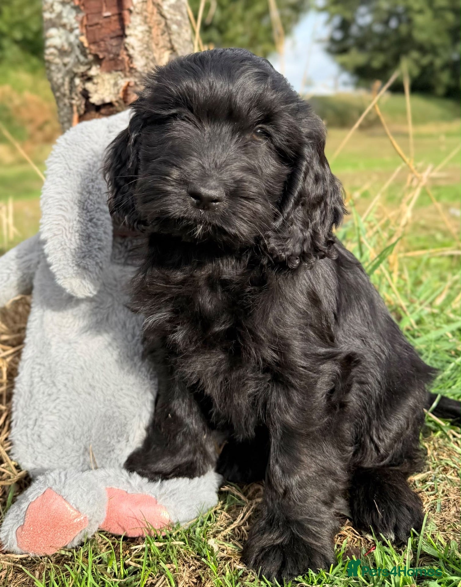 Australian Labradoodle dogs for sale: Australian labradoodles  - Advert 2