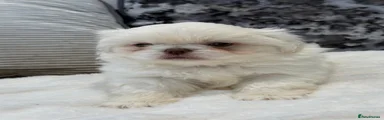 Pekingese 1