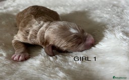 Cockapoo dogs for sale: Pop the champagne 🍾  - Image 11