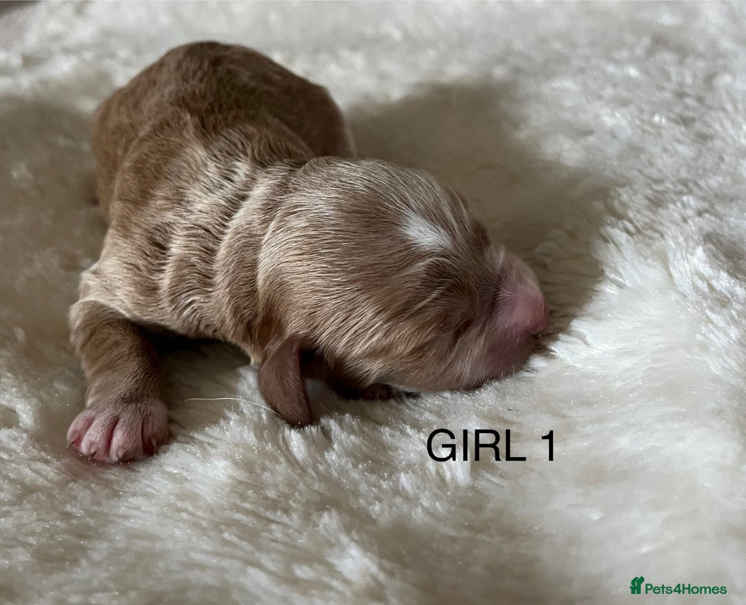 Cockapoo dogs for sale: Pop the champagne 🍾  - Image 11