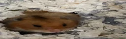 Hamster rodents for sale: Friendly hamster looking for a loving new home in London - Advert 2