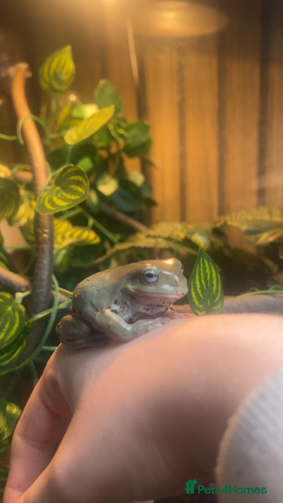 Frog reptiles for sale: Blue eyed whites tree frog  in Pontefract - Advert 1