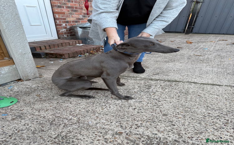 Whippet dogs - Advert 1
