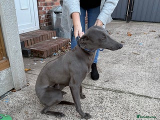 Whippet dogs - Advert 1