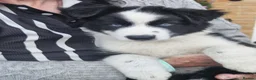 Mixed Breed dogs for sale: Border Collie/Husky Cross Puppies  - Advert 7