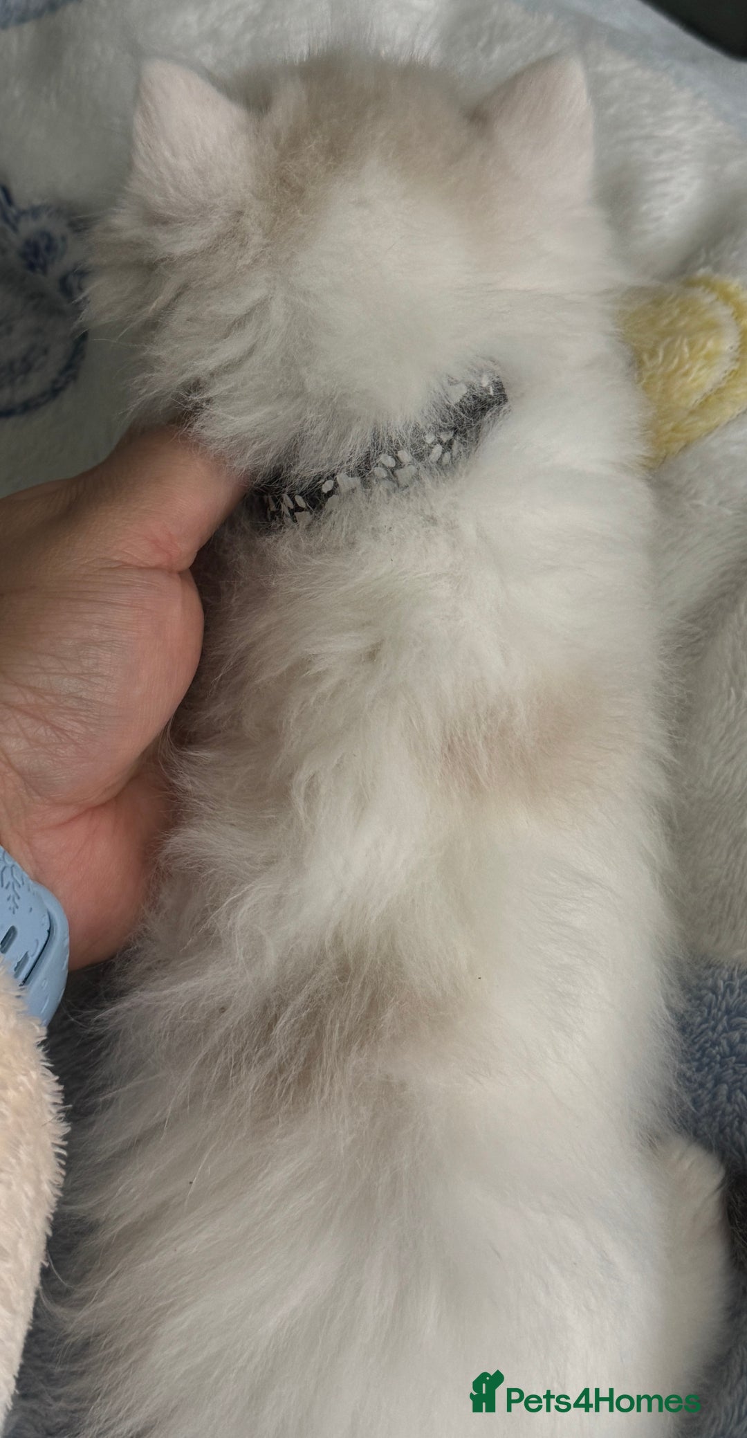 Ragdoll cats for sale: Pure Ragdoll kittens, ready 20th December - Advert 27