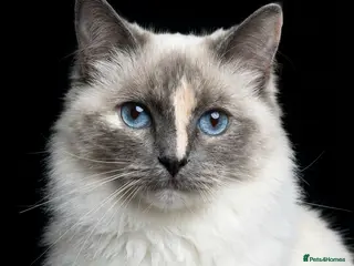 Ragdoll cats Female ragdoll - Advert 11