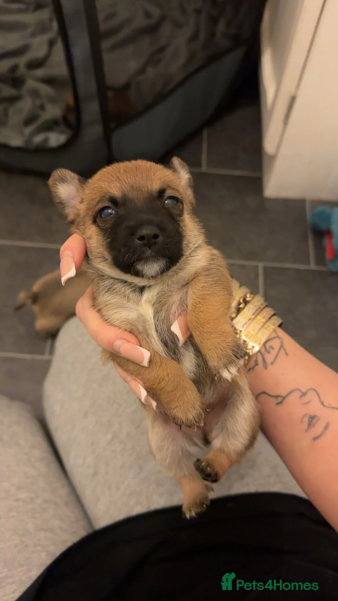 Mixed Breed dogs for sale: Yorkshire terrier x Jack Russell puppy’s  - Advert 3