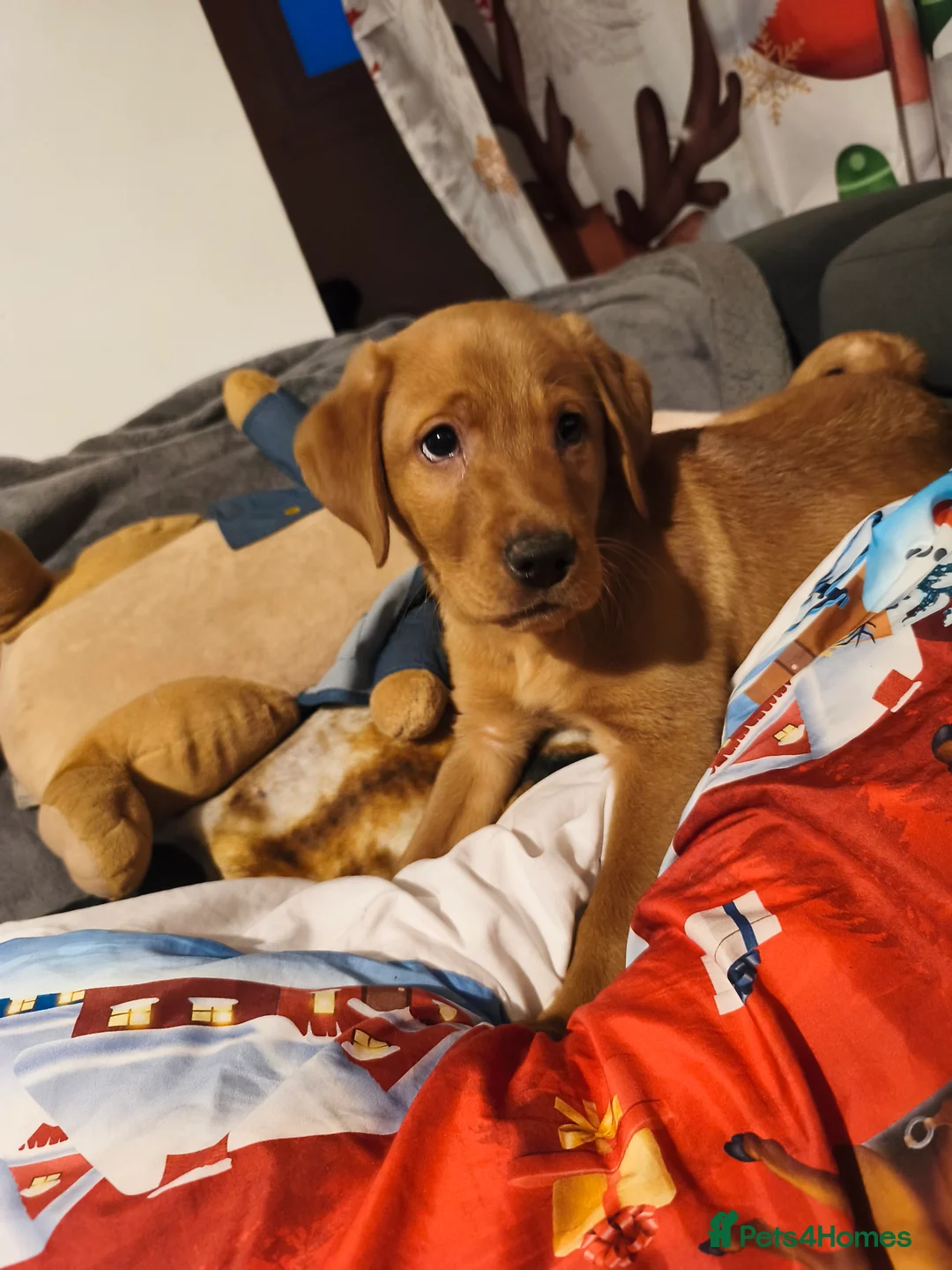 Labrador Retriever dogs for sale: Labrador Fox Red - Advert 3