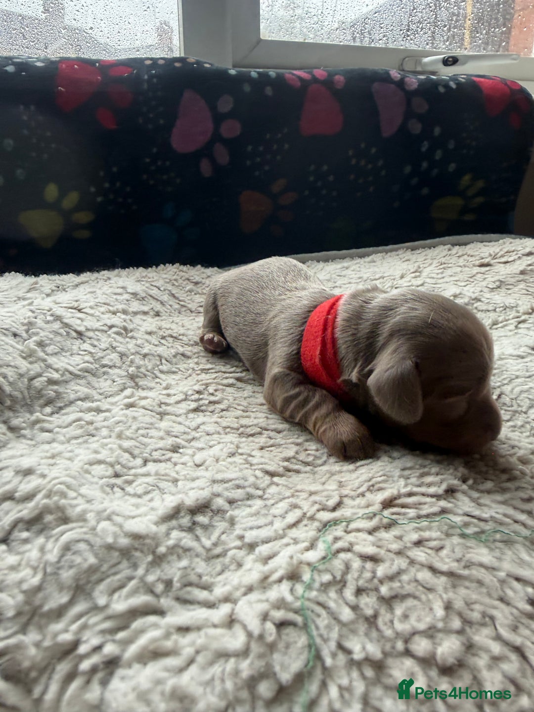Miniature Dachshund dogs for sale: Miniature daschund - Advert 5