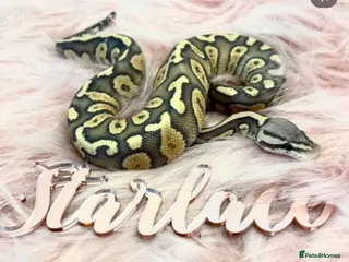 Python Snake reptiles 3 Royal Python for sale - Advert 17