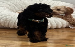 Cavapoochon dogs for sale: Toy Cavapoochon Puppies F1B - Image 7