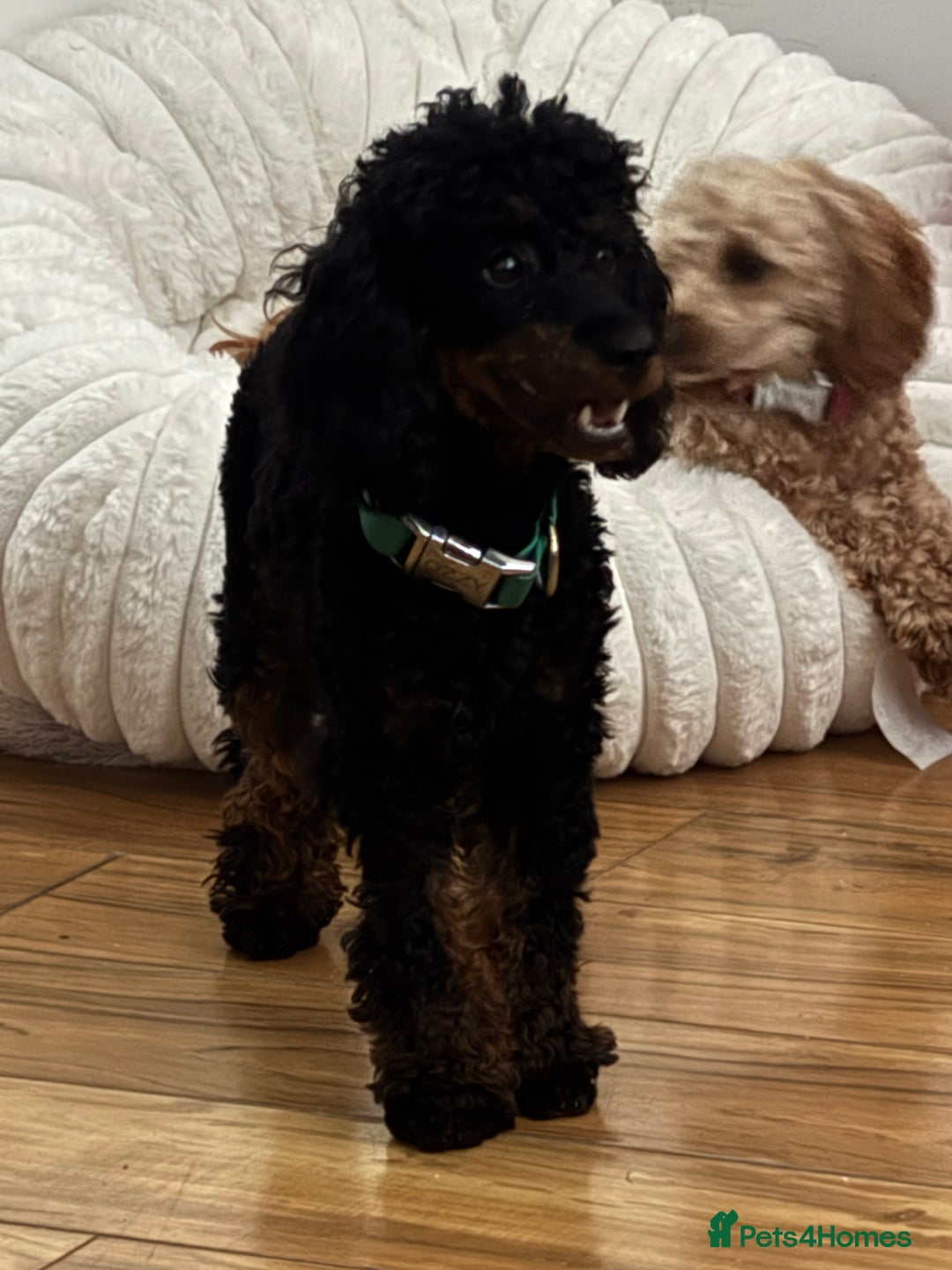 Cavapoochon dogs for sale: Toy Cavapoochon Puppies F1B - Image 7
