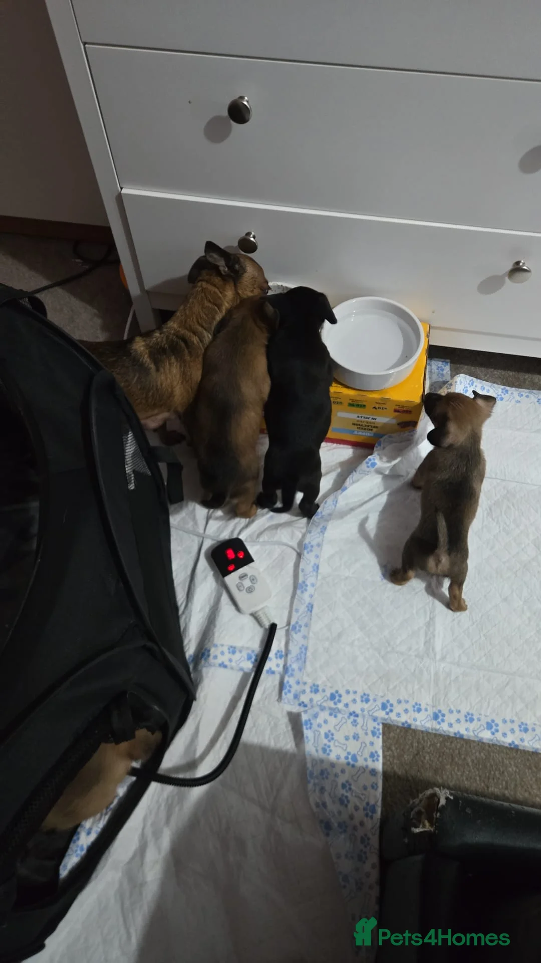 Mixed Breed dogs for sale: Chi x pups  in Derby - Advert 2