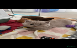 British Shorthair cats for sale: 4 month old GCCF British Short Hair - LILAC - Image 9