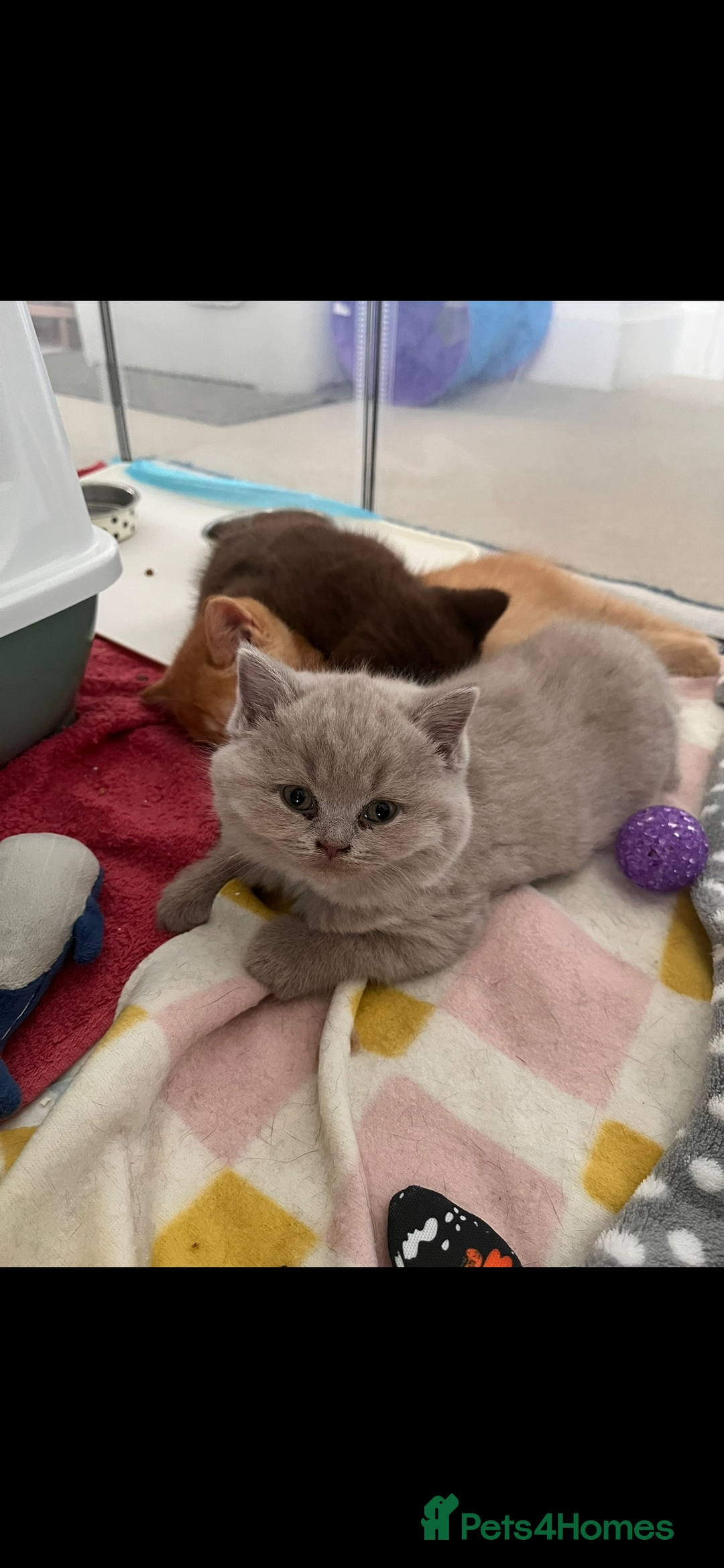 British Shorthair cats for sale: 4 month old GCCF British Short Hair - LILAC - Image 9