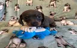 Dachshund dogs for sale: 2 beautiful little girl dachounds  - Image 2