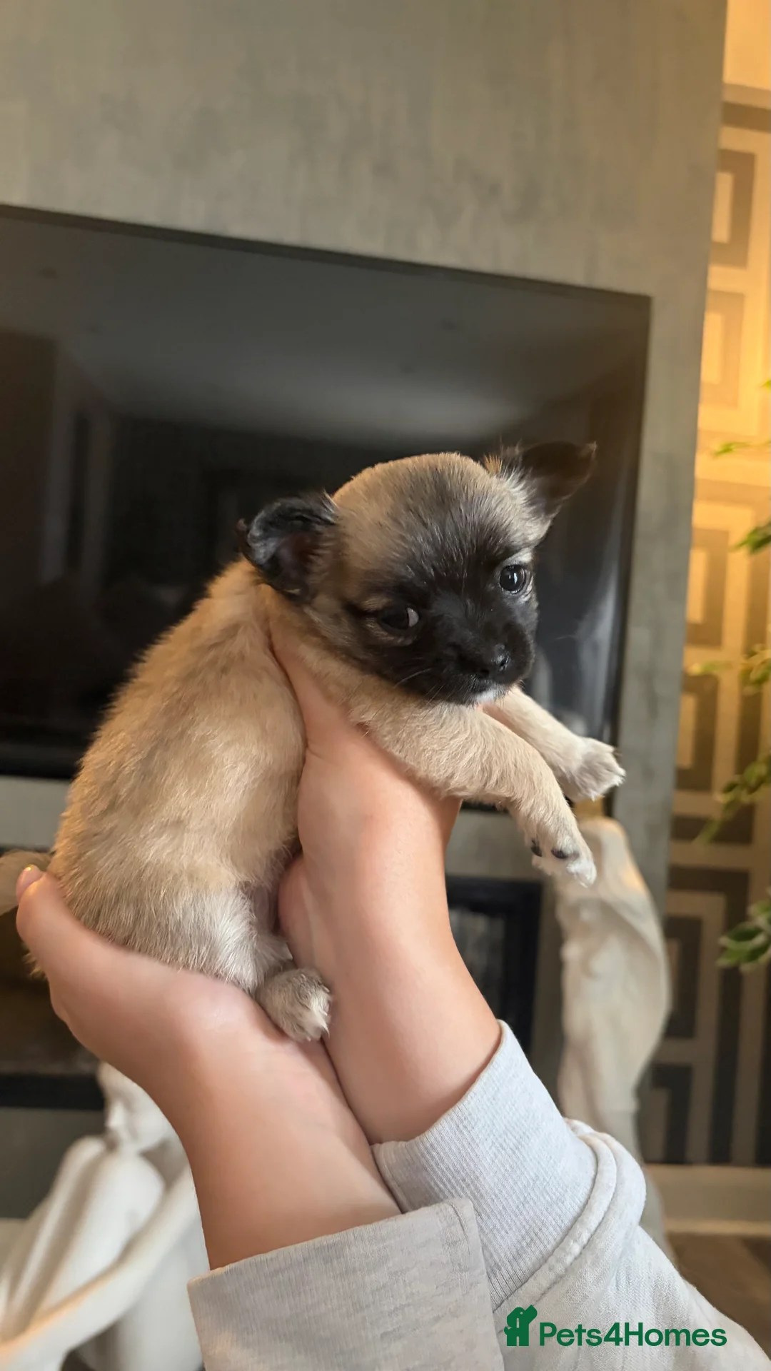 Chihuahua dogs for sale: 🐾💕 TWO BEAUTIFUL LONG-HAIRED CHIHUAHUA - Advert 15