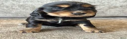 Cocker Spaniel dogs for sale: 🐶100% TRUE SHOW🐶TYPE KC REGISTERD🐶 - Advert 16