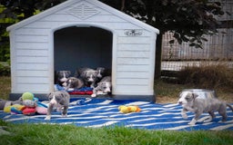 Whippet dogs for sale: Show Quality Blue Brindle KC Registered Whippets - Image 23