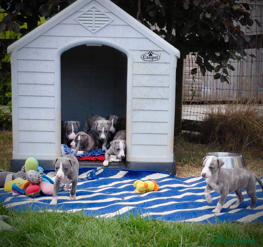 Whippet dogs for sale: Show Quality Blue Brindle KC Registered Whippets - Image 23
