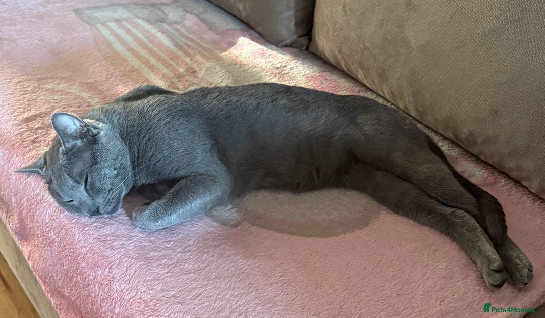 Russian Blue cats for stud: Pure Russian Blue Stud Available for Mating in Chessington - Image 4