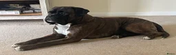 Boxer dogs for stud: Bessbox show standard boxer - Advert 1