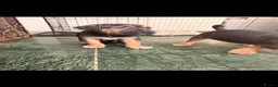 Cane Corso dogs for sale: BEAUTIFUL CANE CORSO puppies. PROTECTION+FAMILY - Advert 30