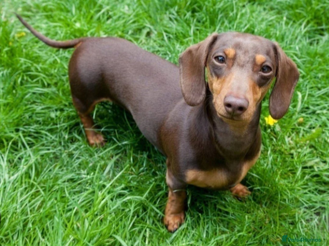 Dachshund dogs for sale: Ready now 5 miniature dashound    - Image 14