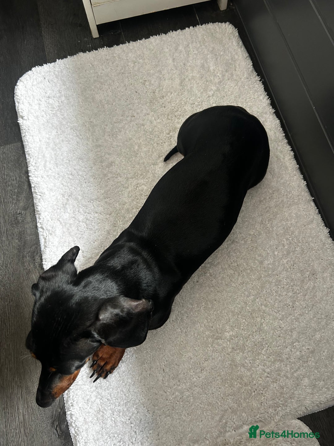 Dachshund dogs for sale: 3 year old female dachshund for sale  - Image 4