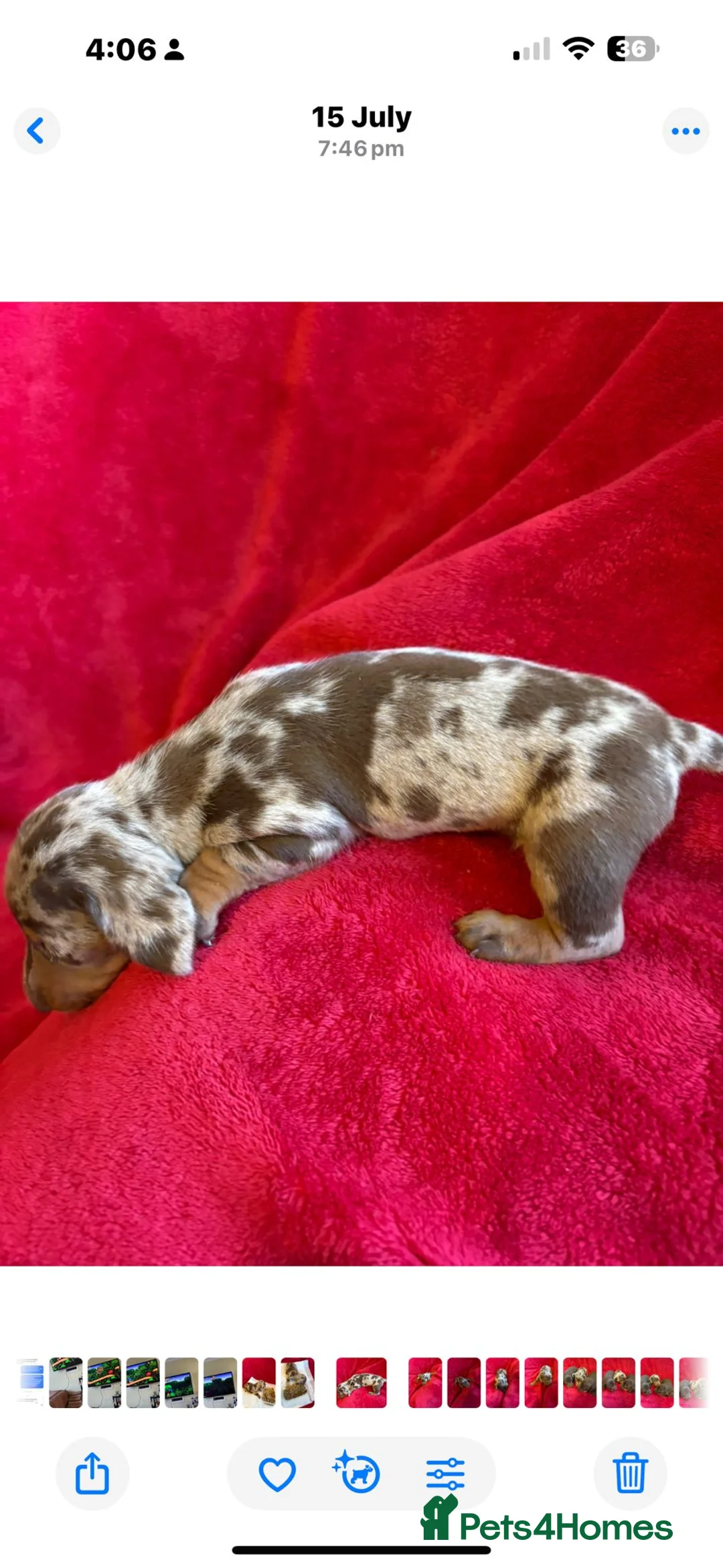 Dachshund dogs for stud: Beautiful boy stud - Advert 4